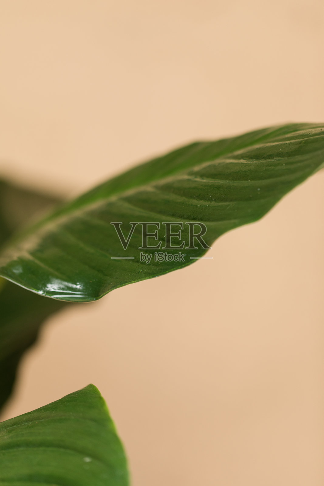 明亮自然光下的绿叶白掌植物，带有大型白色佛焰苞和罕见的双苞片照片摄影图片