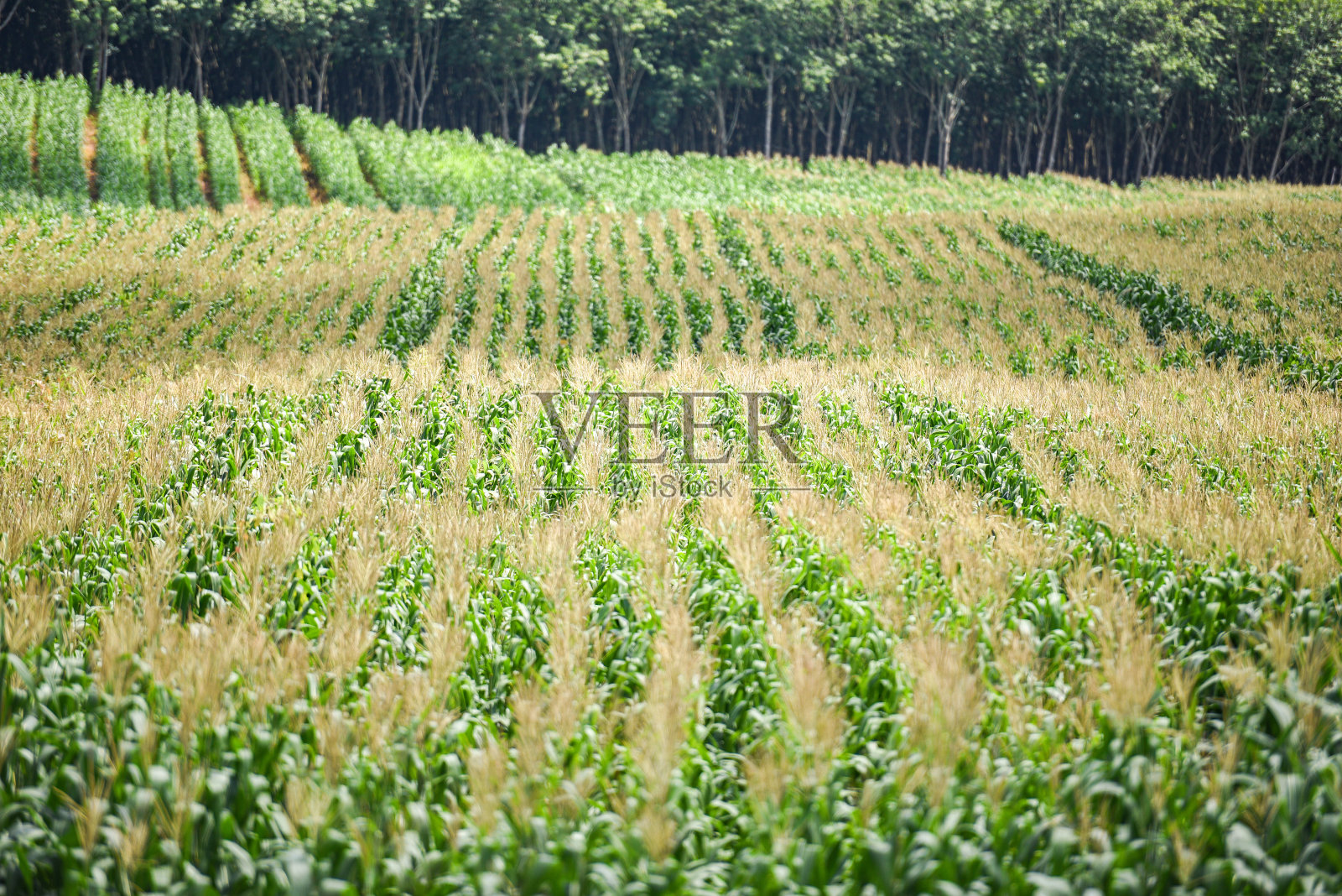 绿色的玉米地在花园种植农业亚洲-在美丽的早晨玉米地的自然线条照片摄影图片