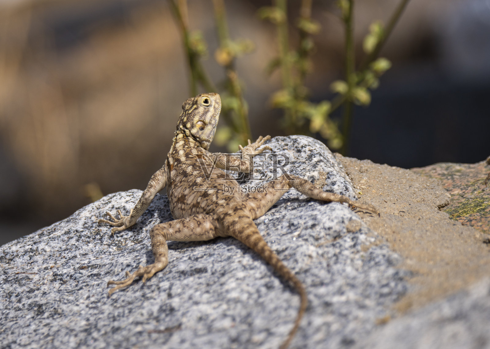 沙特阿拉伯塔伊夫 Al Hada 山区岩石蜥蜴照片摄影图片