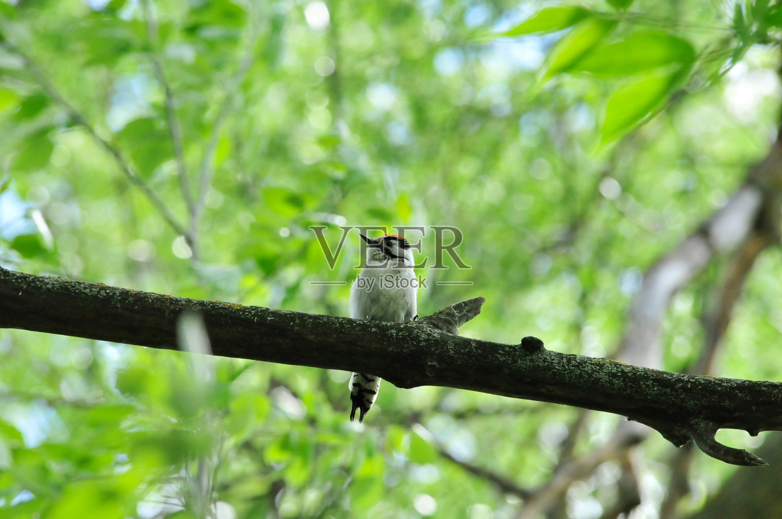 小斑点啄木鸟。一只啄木鸟正坐在树上。照片摄影图片
