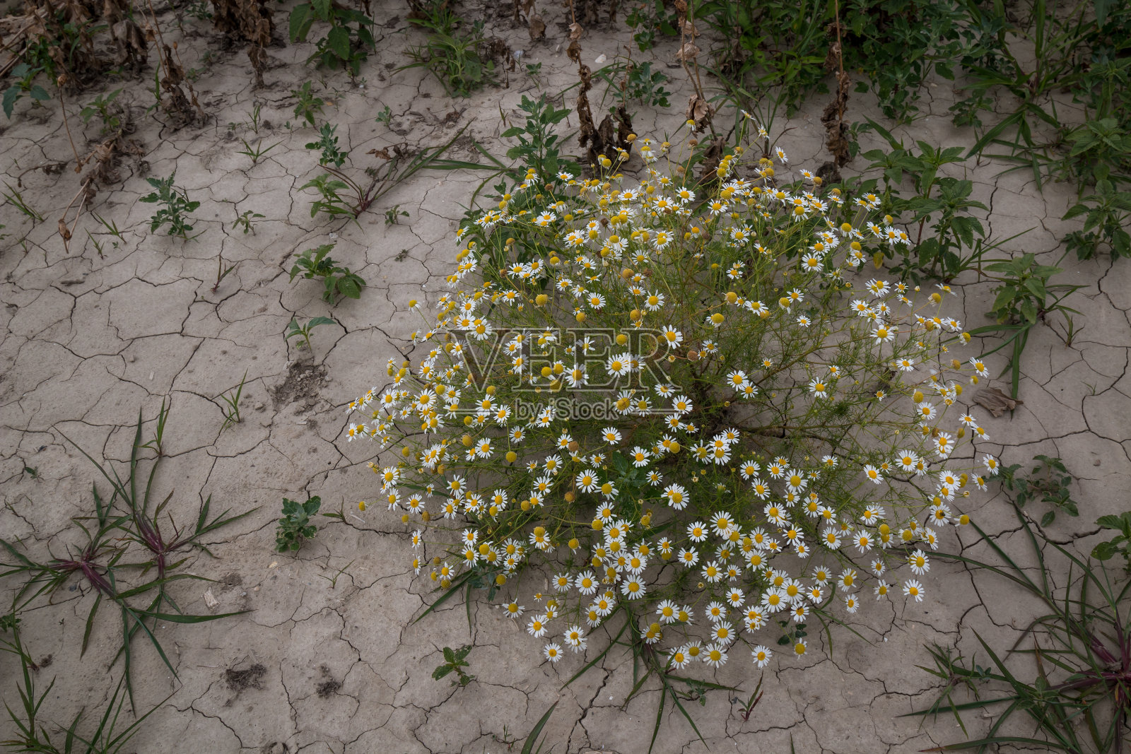 斯洛伐克田野上的一株洋甘菊照片摄影图片