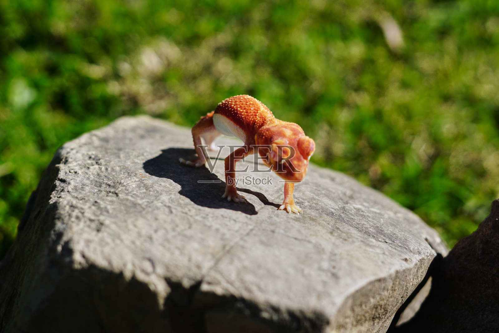 各种澳大利亚爬行动物照片摄影图片