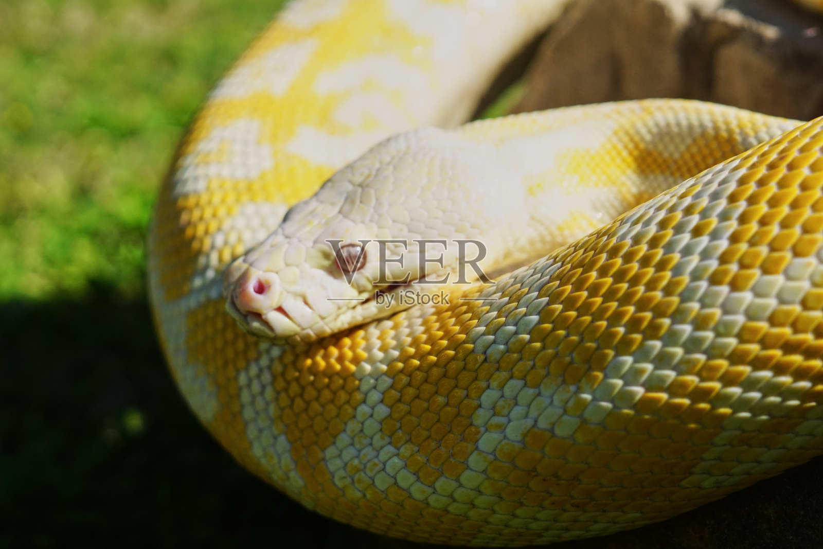 各种澳大利亚爬行动物照片摄影图片