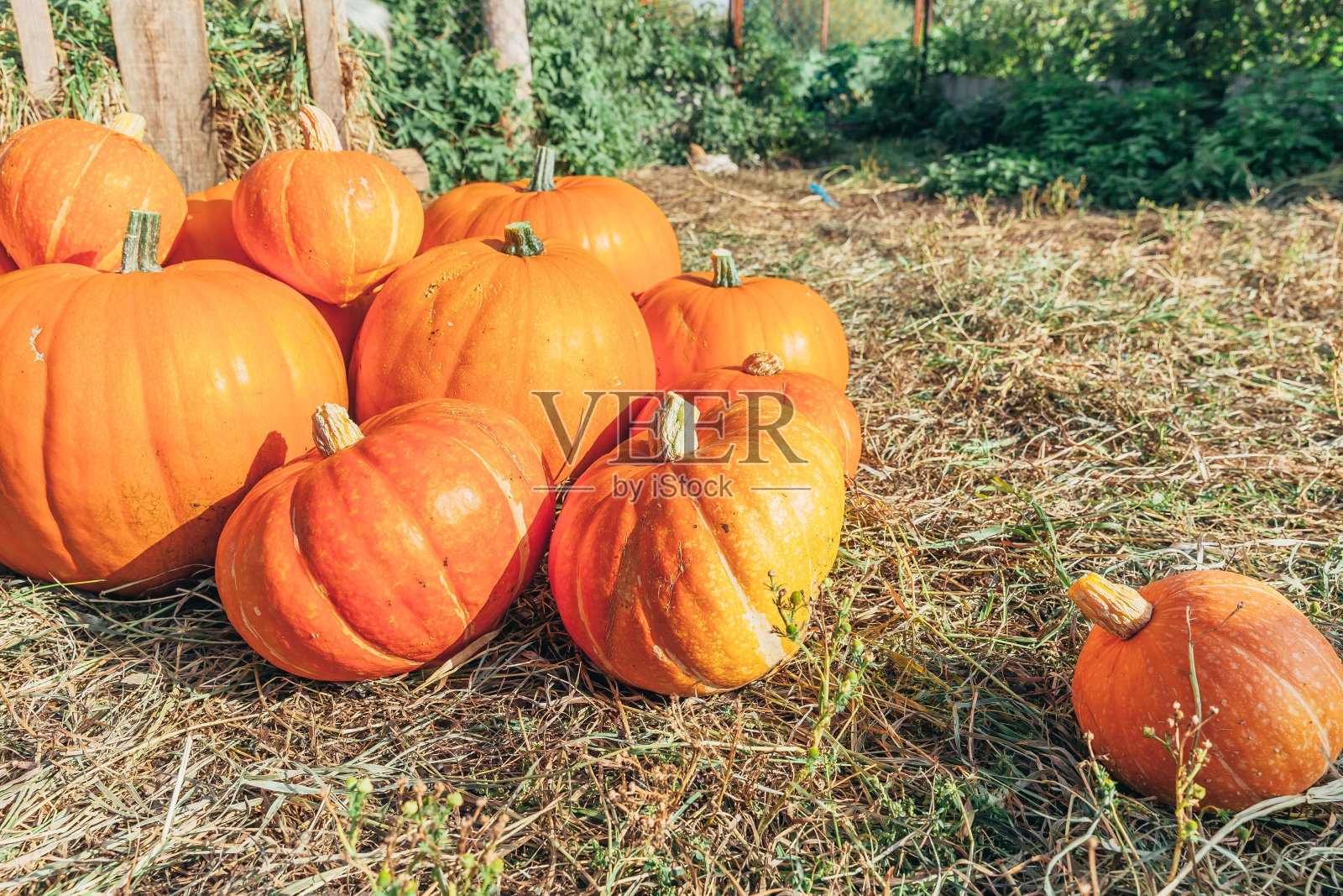 自然秋景南瓜生态农场背景。十月或九月的灵感墙纸。四季更迭，有机食品理念成熟。万圣节派对感恩节照片摄影图片