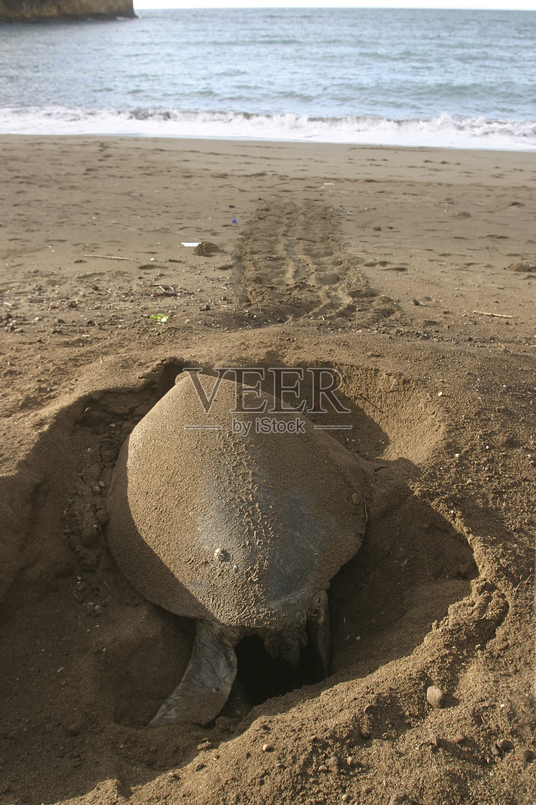 Hawkbill龟照片摄影图片