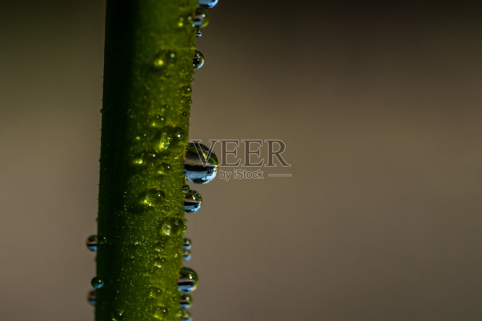 明亮的郁金香茎与雨滴在春天的花园照片摄影图片