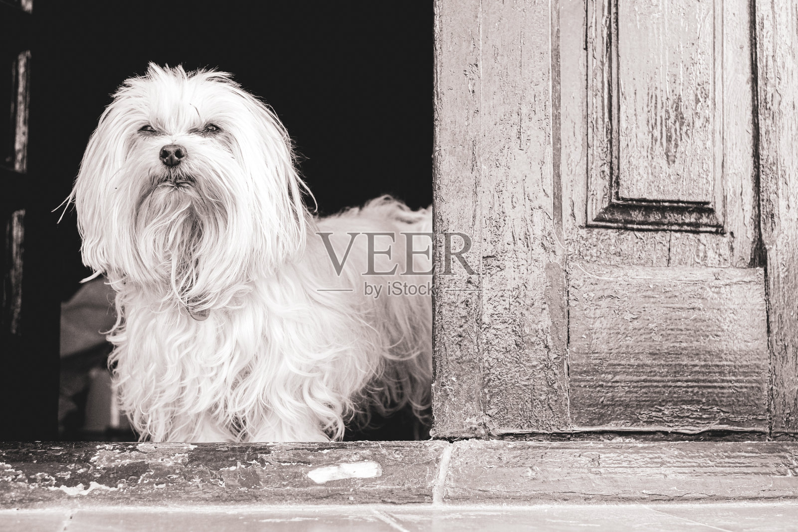 马耳他的比雄在观察这一幕照片摄影图片