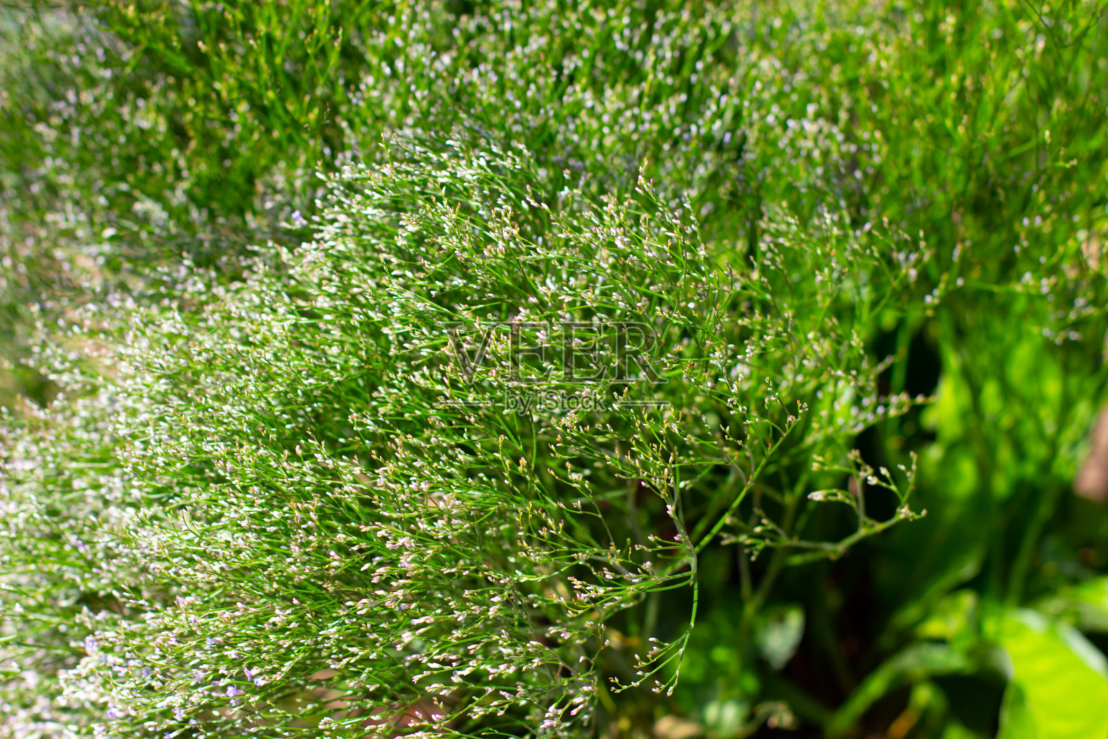 婴儿的呼吸，也被称为Gypsophila paniculataor Schleierkraut照片摄影图片
