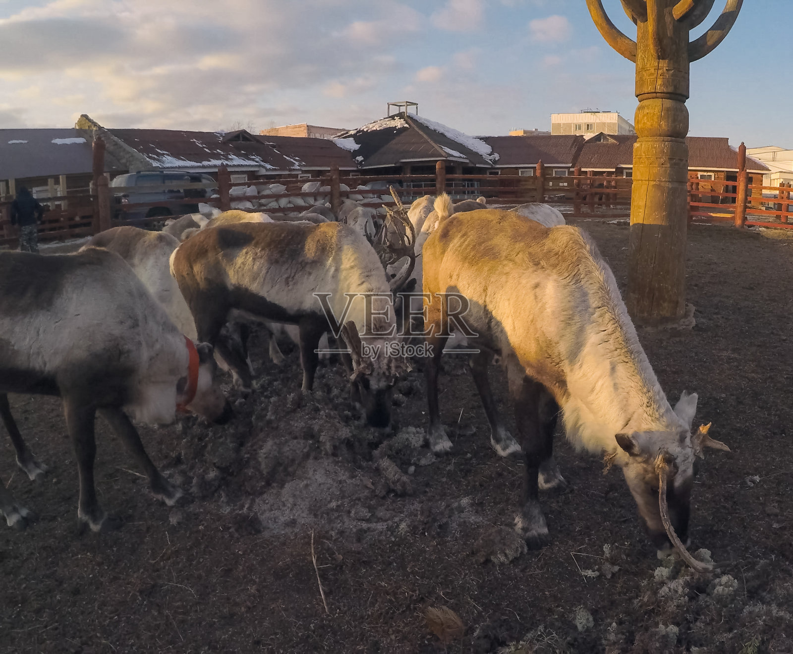 农场里的驯鹿吃jagel。农场里的鹿。照片摄影图片