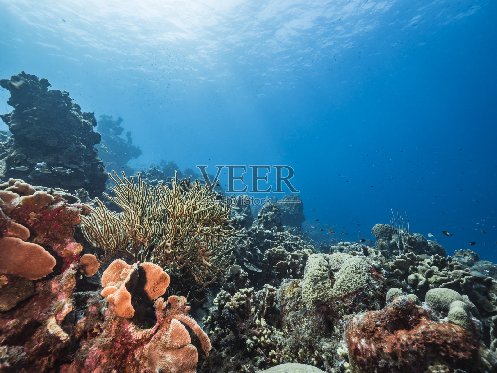 加勒比海碧绿的珊瑚礁海景/库拉索岛，有鱼，珊瑚和海绵照片摄影图片