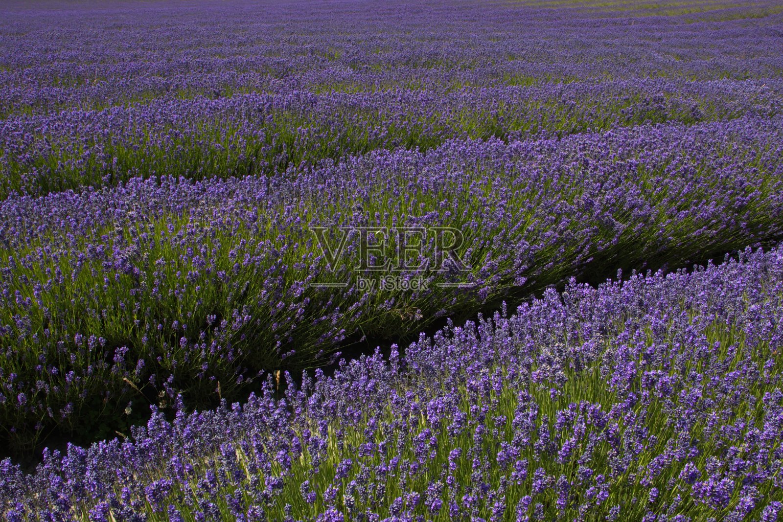 新西兰南岛特威泽尔附近的薰衣草农场里盛开的薰衣草照片摄影图片