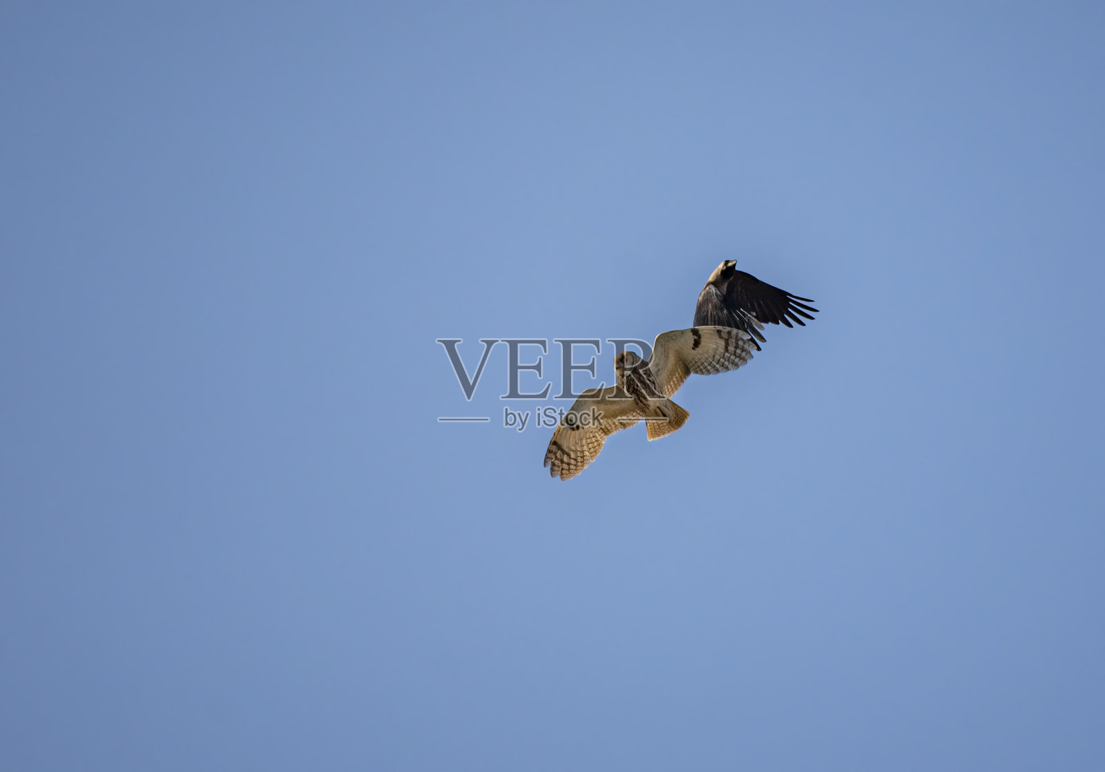 猫头鹰的照片照片摄影图片