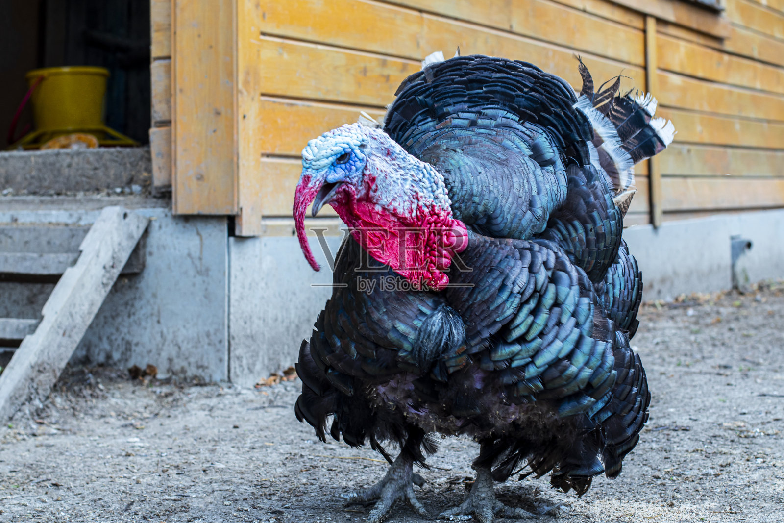 雄性火鸡的特写。蓝头和红头的gallopavo。黑色羽毛的鸟。国内土耳其照片摄影图片