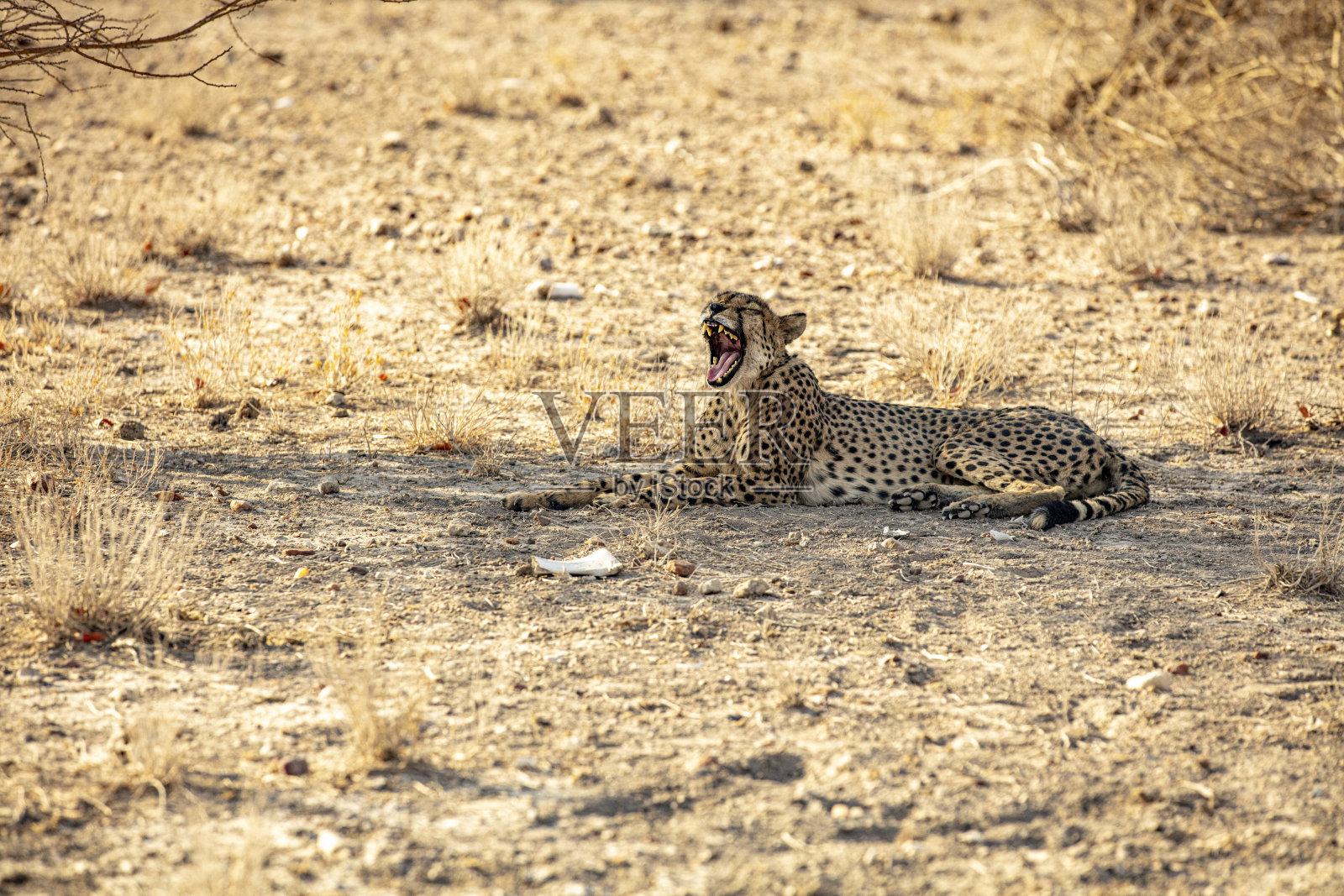 猎豹躺在地上打哈欠照片摄影图片