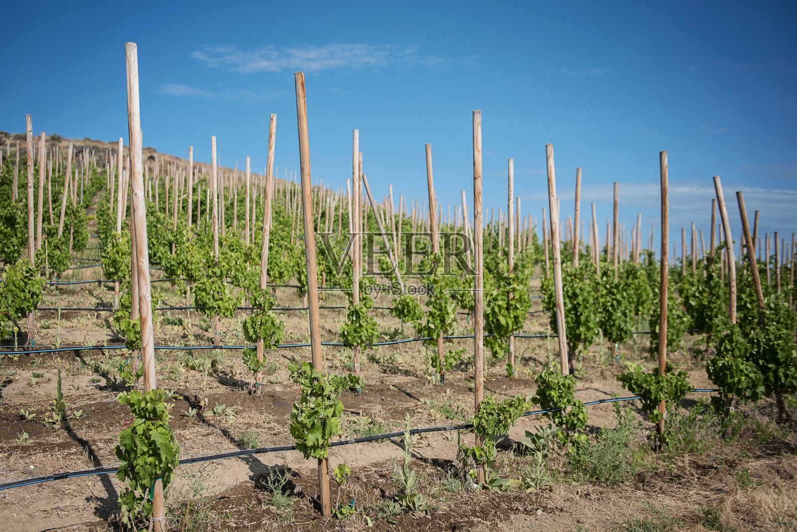 小山上的葡萄藤照片摄影图片
