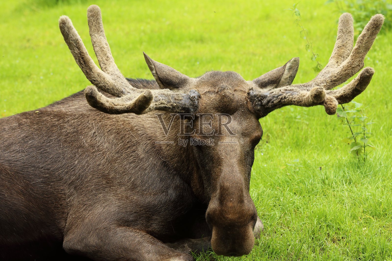 躺着戒备的欧洲麋鹿照片摄影图片