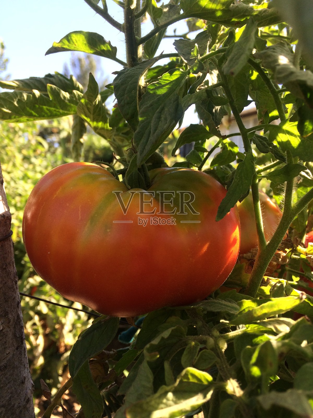 红色的西红柿照片摄影图片