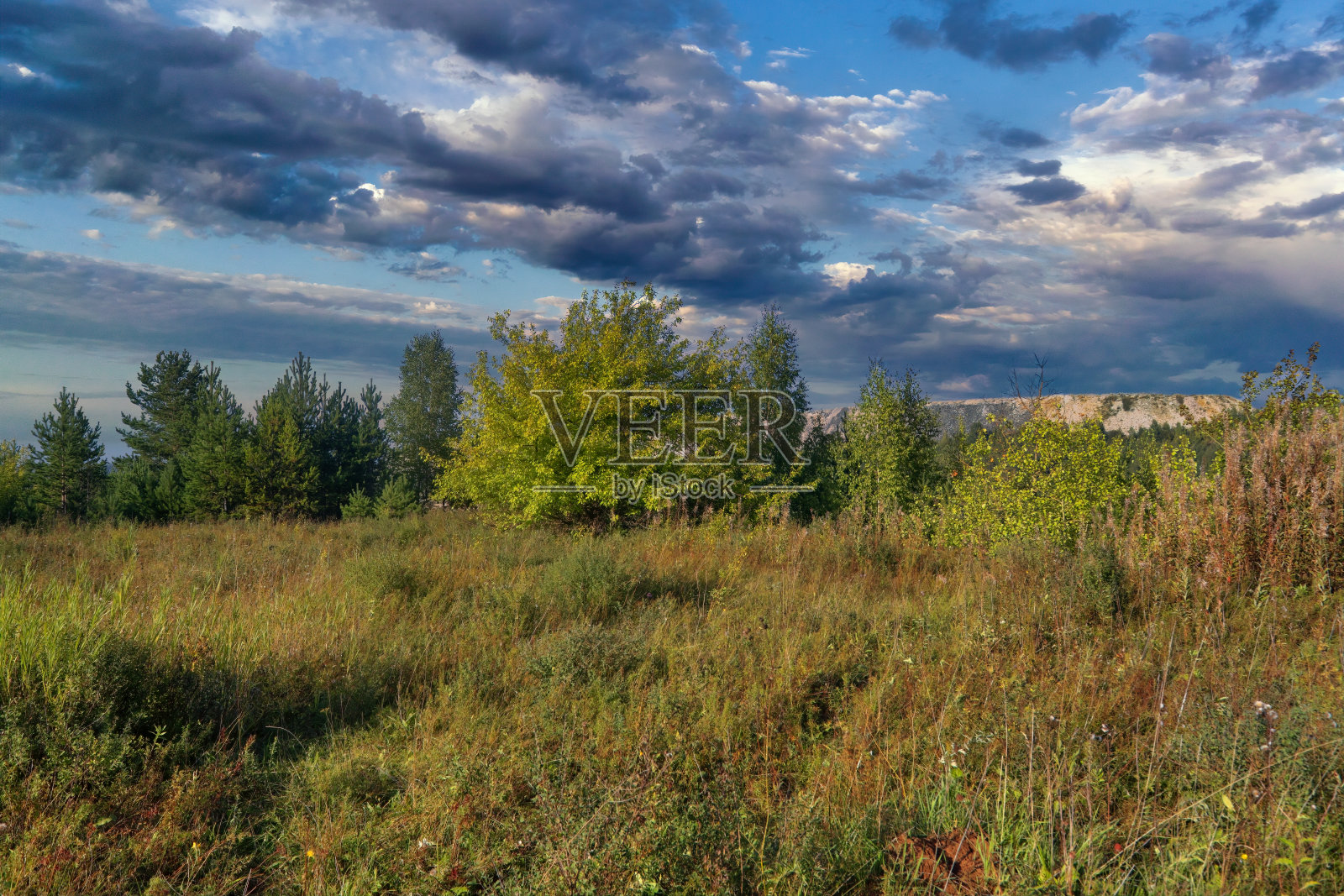 夏季景观绿色草地上的背景森林和蓝天。照片摄影图片