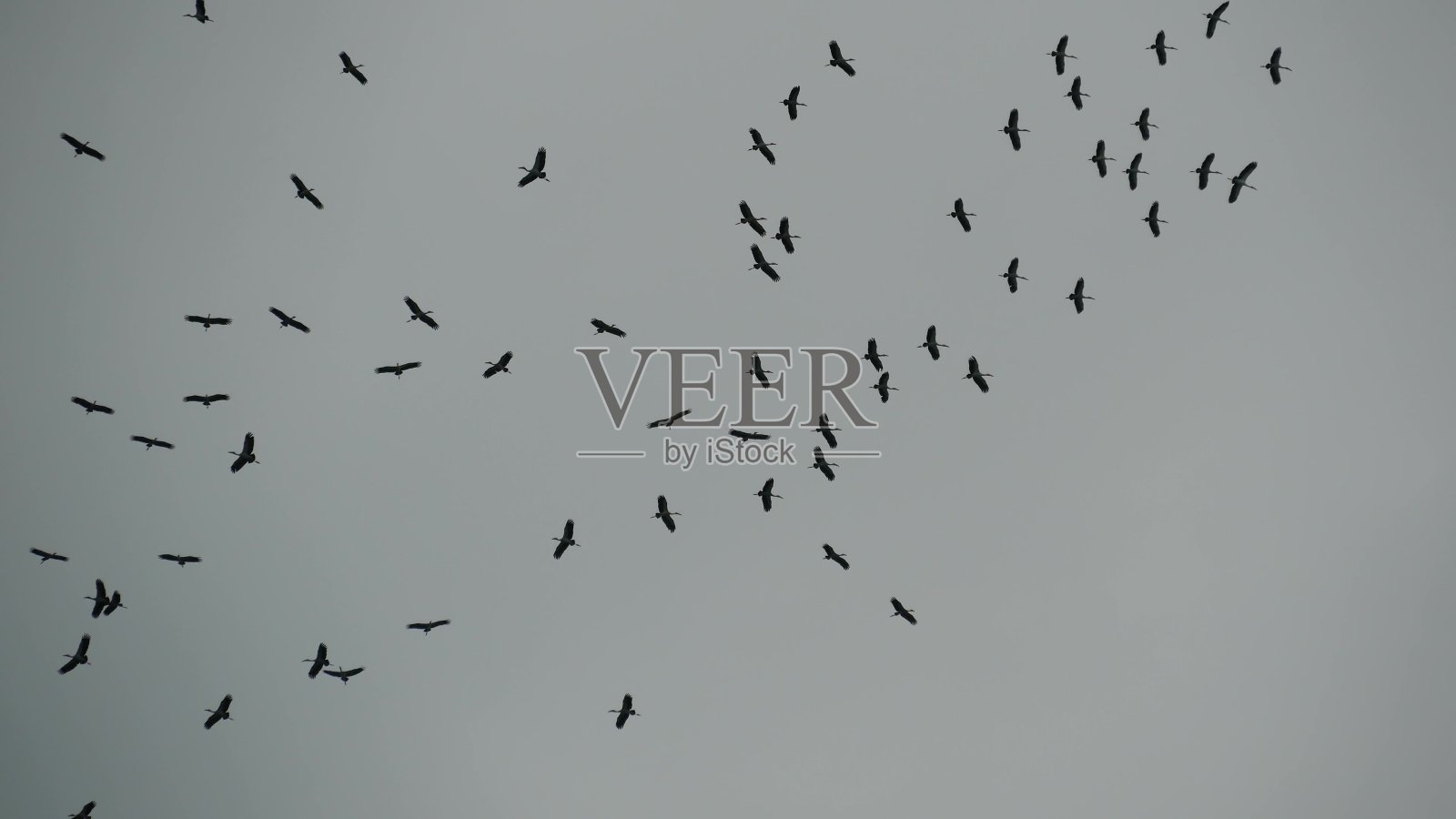 下面，一群鹳在灰色多云的天空中飞翔。飞翔的鸟儿的剪影，象征着自由和自然。保护环境的理念和濒危物种的动物照片摄影图片