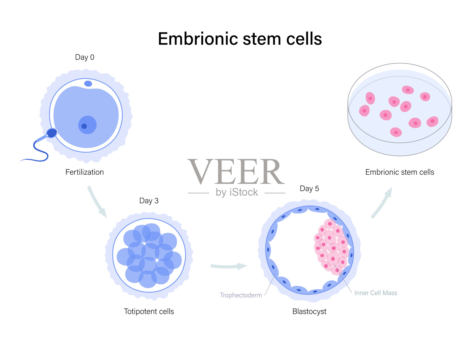 人类的生育能力插画图片素材