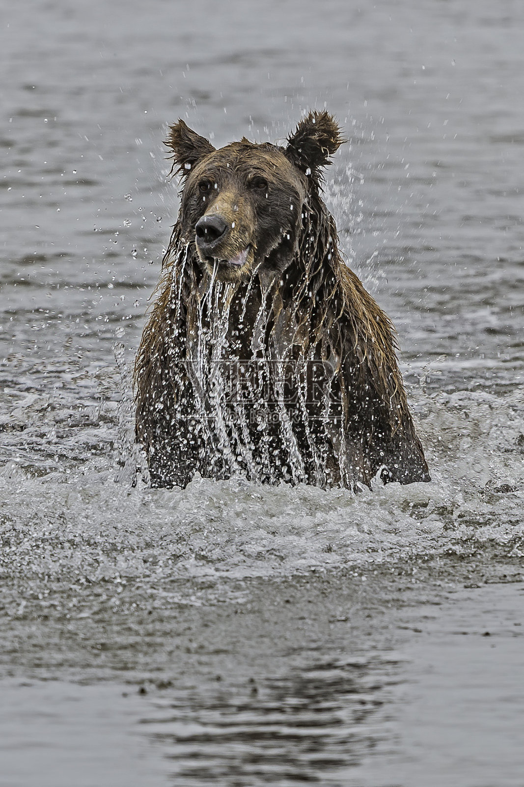 阿拉斯加州克拉克湖国家公园，棕熊，北极熊在银鲑鱼溪里捕鲑鱼。在浅水中寻找和追逐鲑鱼。照片摄影图片