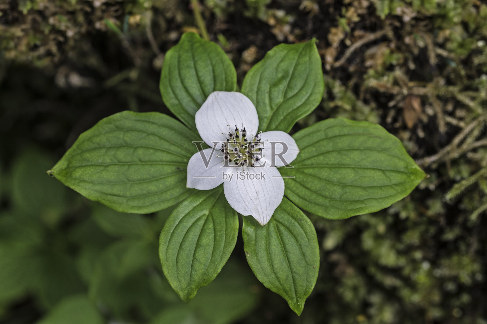 山茱萸(Cornus canadensis)、加拿大矮山茱萸(Canadian dwarf茱萸)、矮山茱萸(dwarf dogwood)、加拿大束子(Canadian bunchberry)、四分熟(quatr -temps)、果莓(crackerberry)、蔓生山茱萸(enceddogwood)，是一种山茱萸科的开花植物，汤加斯国家森林，巴拉尼奥夫岛，阿拉斯加西特卡。山茱萸科。照片摄影图片