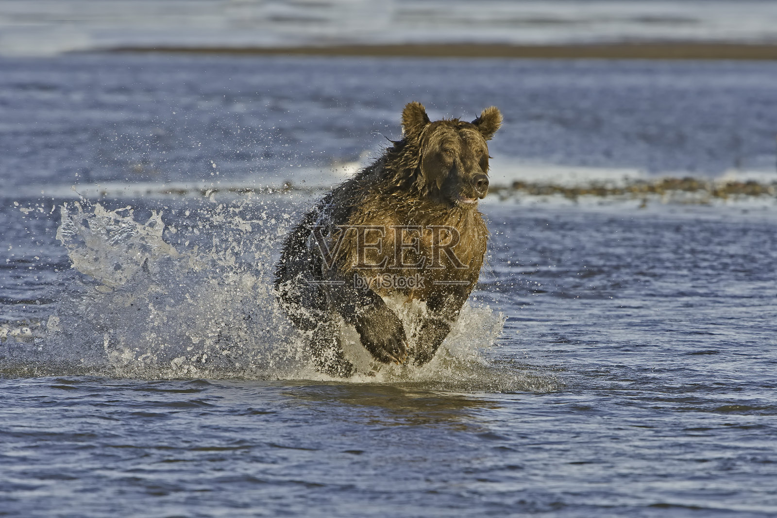阿拉斯加州克拉克湖国家公园，棕熊，北极熊在银鲑鱼溪里捕鲑鱼。在浅水中寻找和追逐鲑鱼。照片摄影图片
