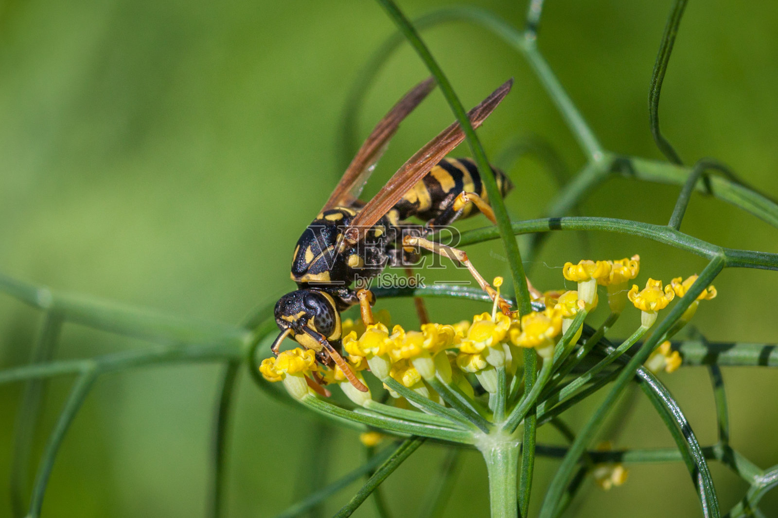 盖佩·波利斯特·高洛伊斯，（波利斯特多米努拉），欧洲纸黄蜂。照片摄影图片