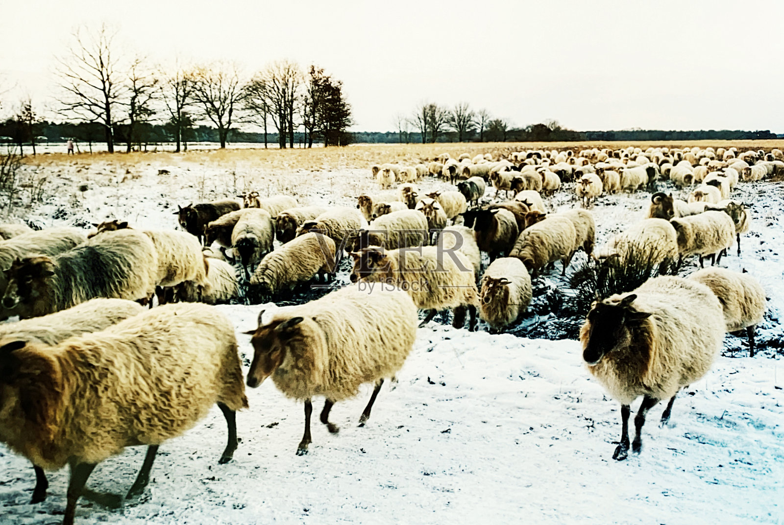 雪中的羊群，荷兰照片摄影图片