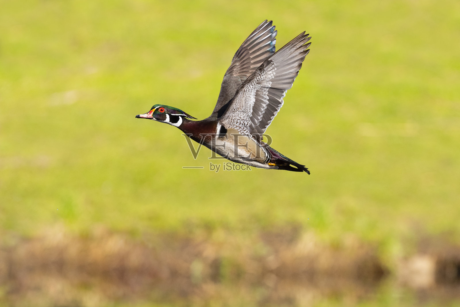 木鸭，艾克斯海绵鸟，飞行中的雄鸟照片摄影图片