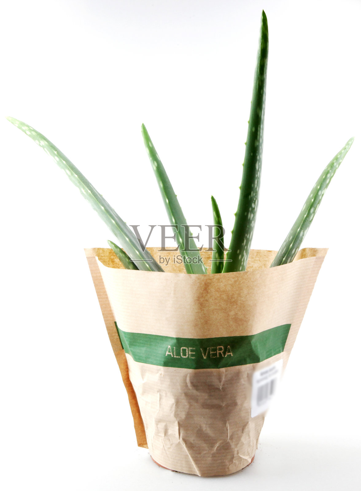 在白色背景上分离的芦荟植物。芦荟是一种芦荟属的肉质植物。它被种植用于农业和医药用途照片摄影图片