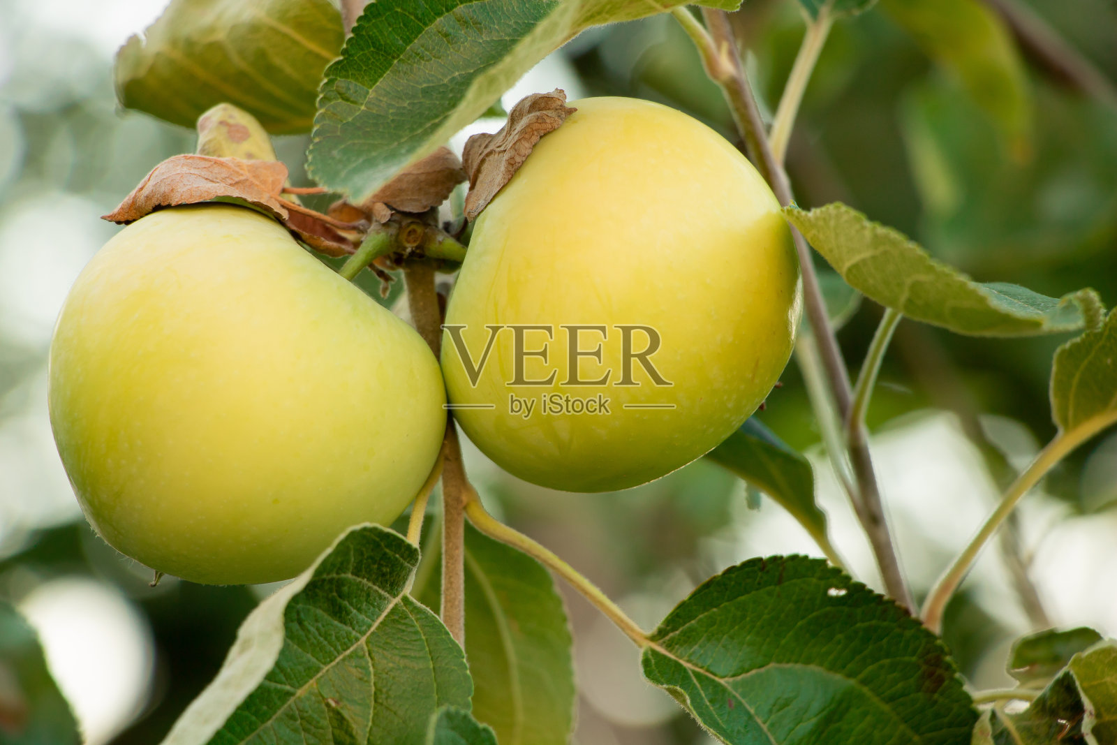 树上有多汁的白苹果。苹果的好处照片摄影图片