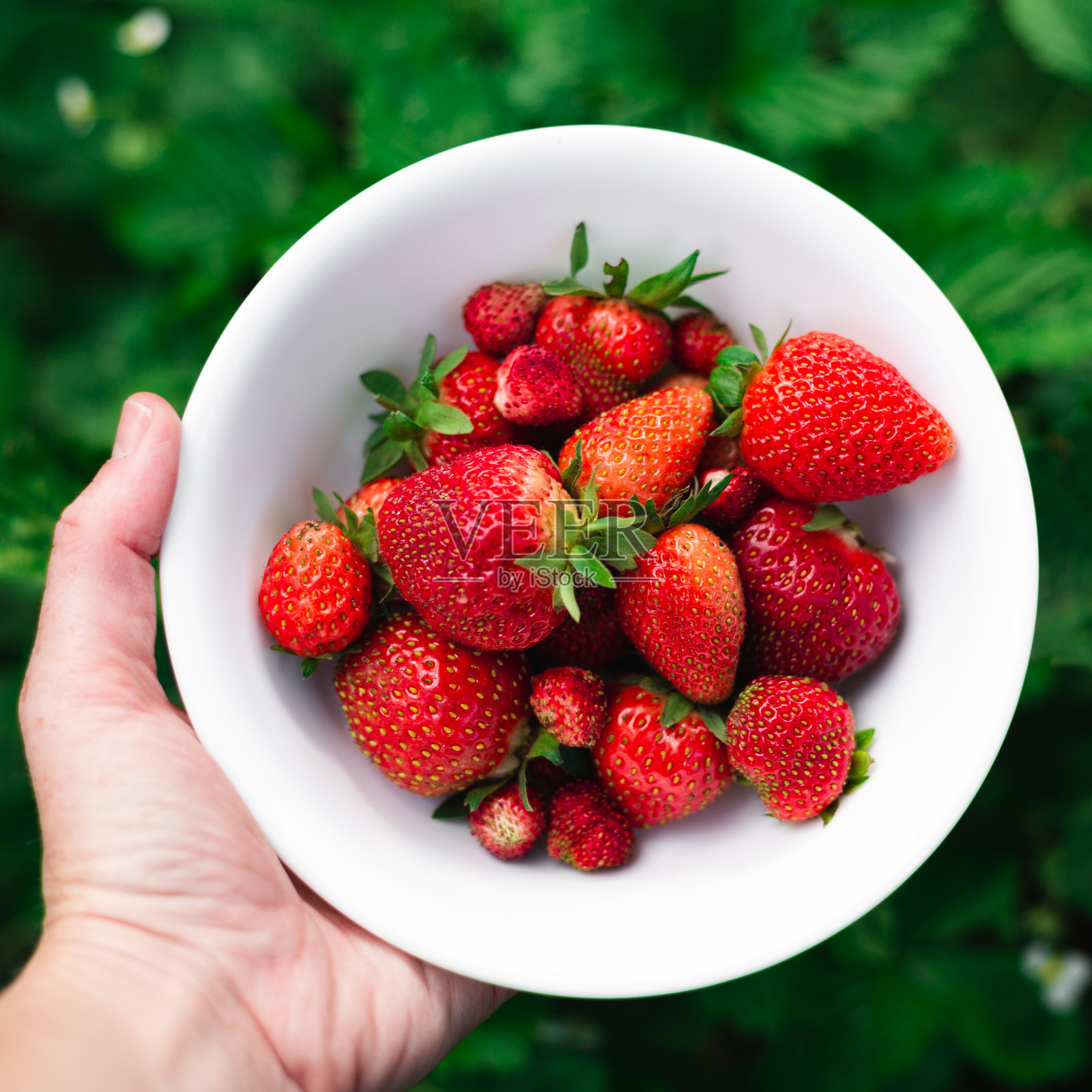 手捧一碗花园草莓照片摄影图片