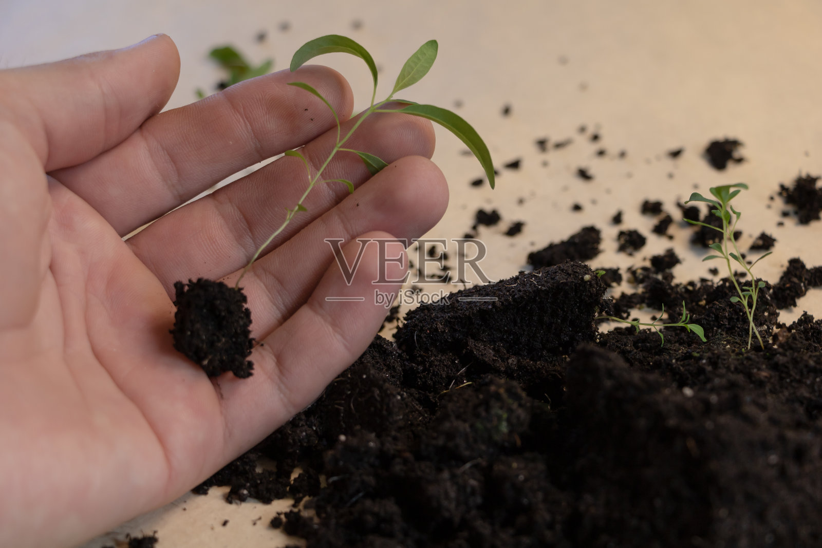 桉树的幼苗在园丁手中照片摄影图片