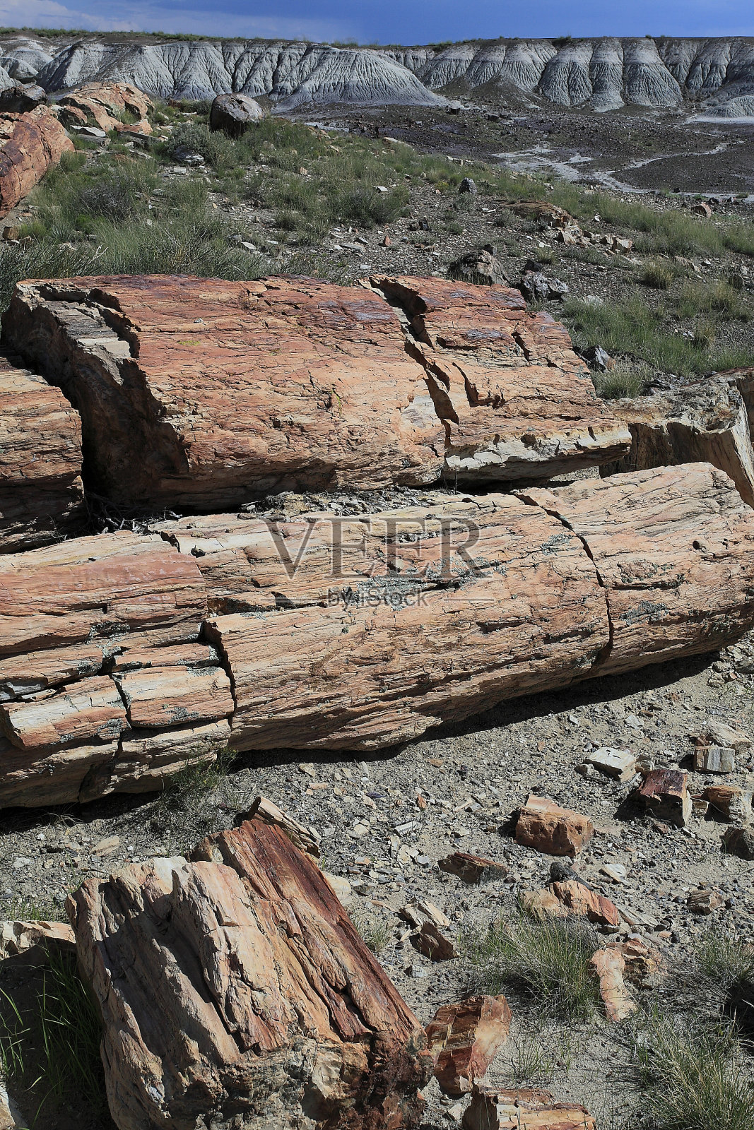 石化森林国家公园照片摄影图片