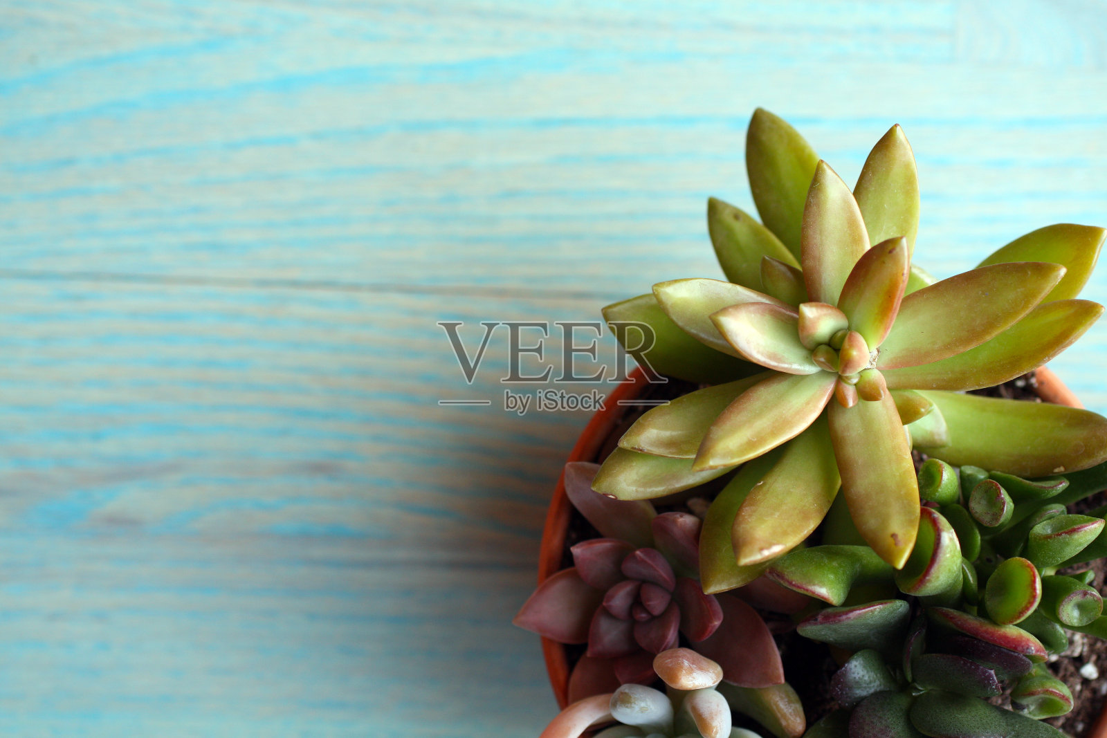 美丽的肉质植物照片摄影图片