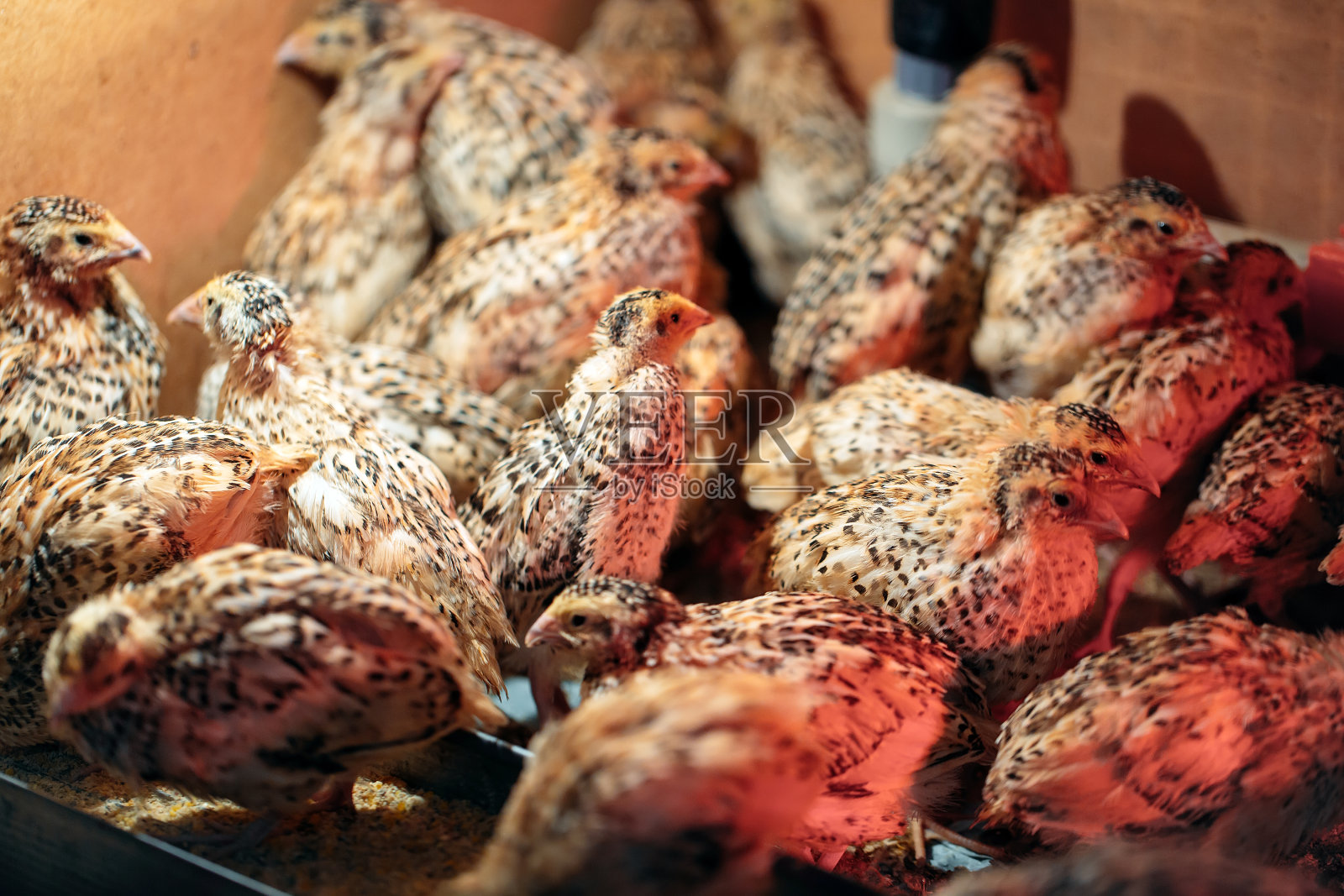 农场里笼子里的鹌鹑小鸡。照片摄影图片