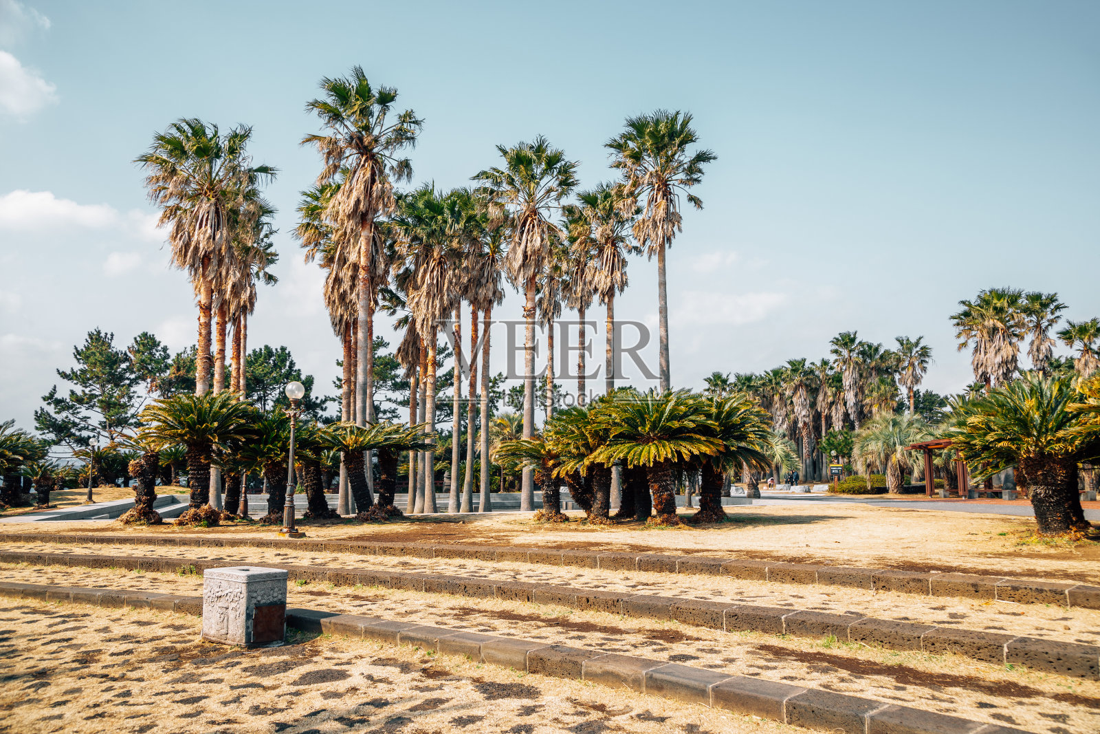 韩国济州岛大浦三相全里公园的热带棕榈树照片摄影图片