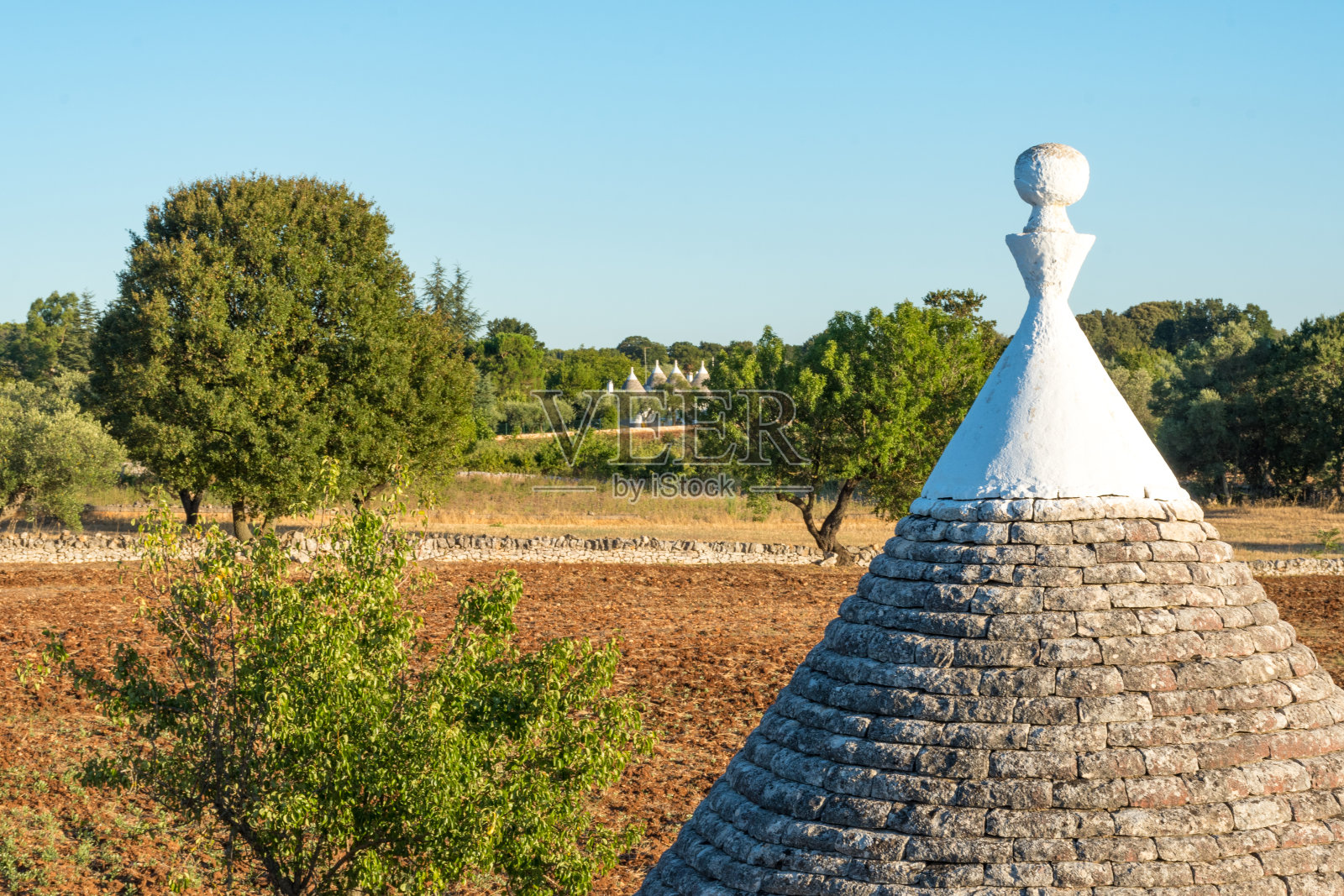 意大利普利亚的特鲁利集团种植橄榄树照片摄影图片