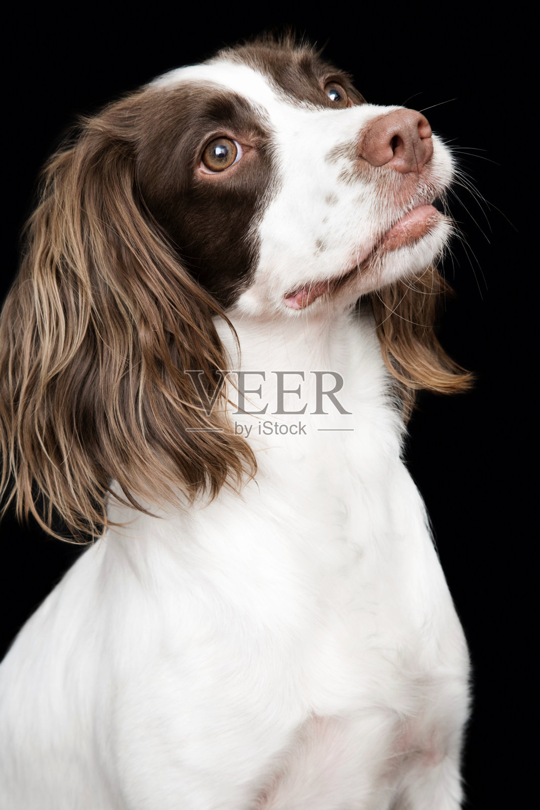 白色和棕色可卡犬肖像在工作室照片摄影图片