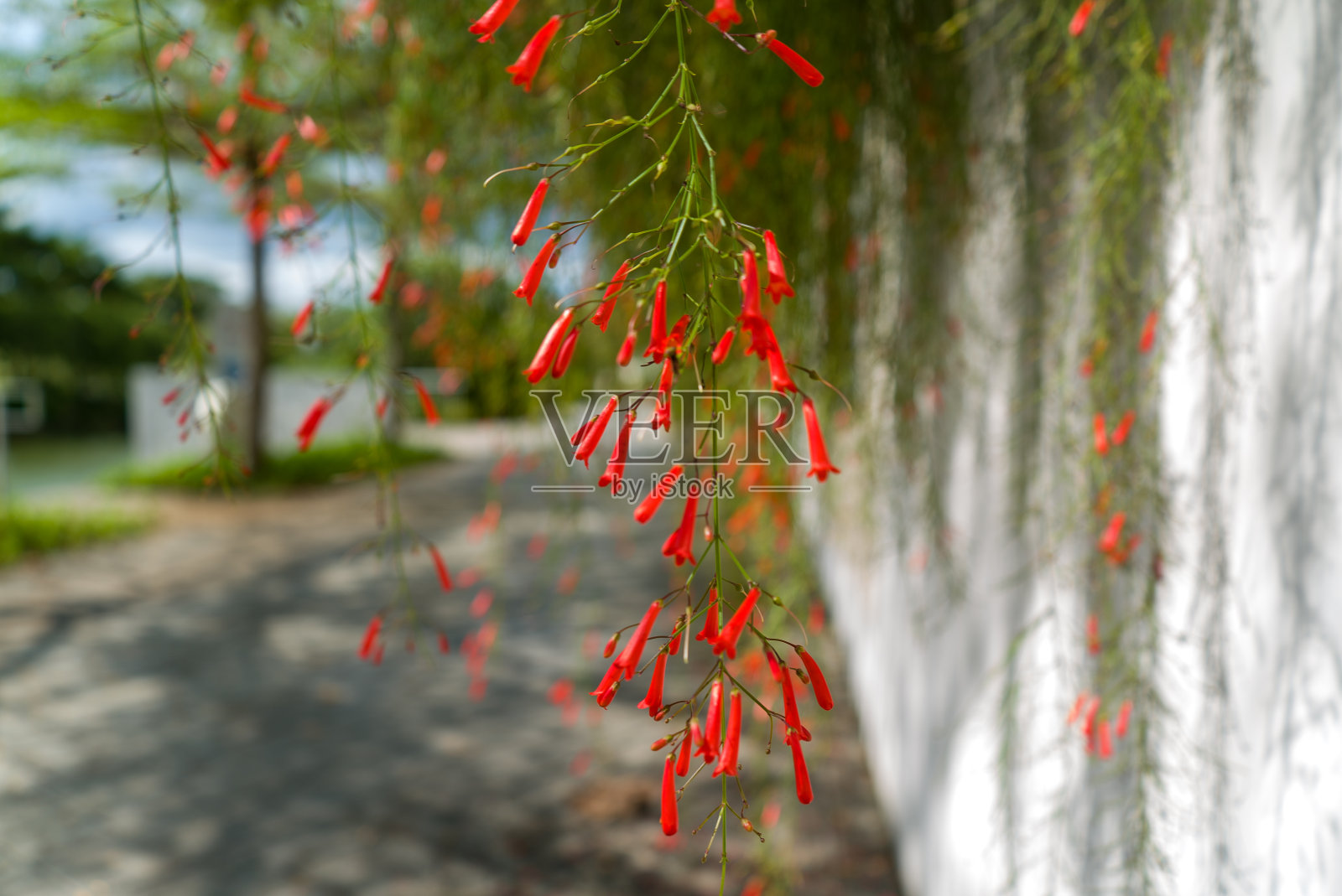 红色的花照片摄影图片