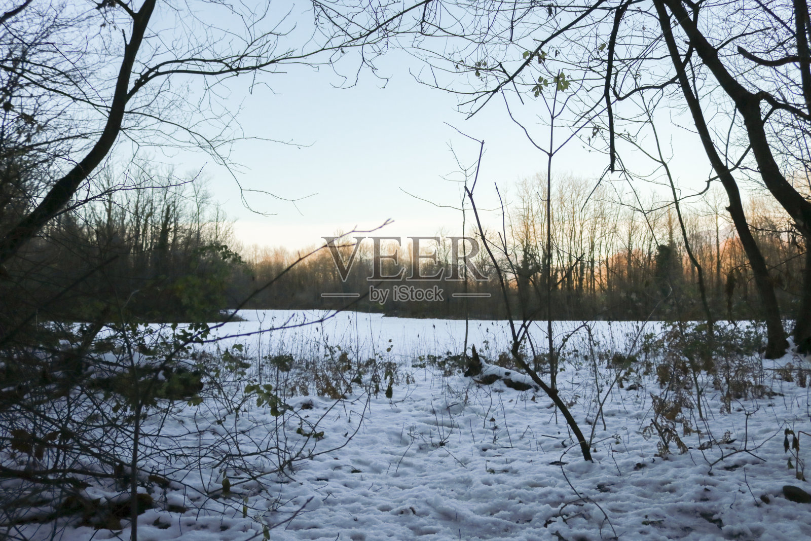冬天的森林照片摄影图片