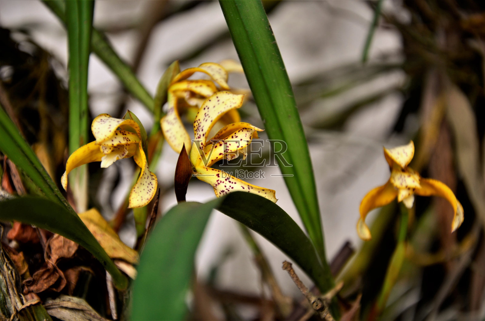 黄兰花花照片摄影图片