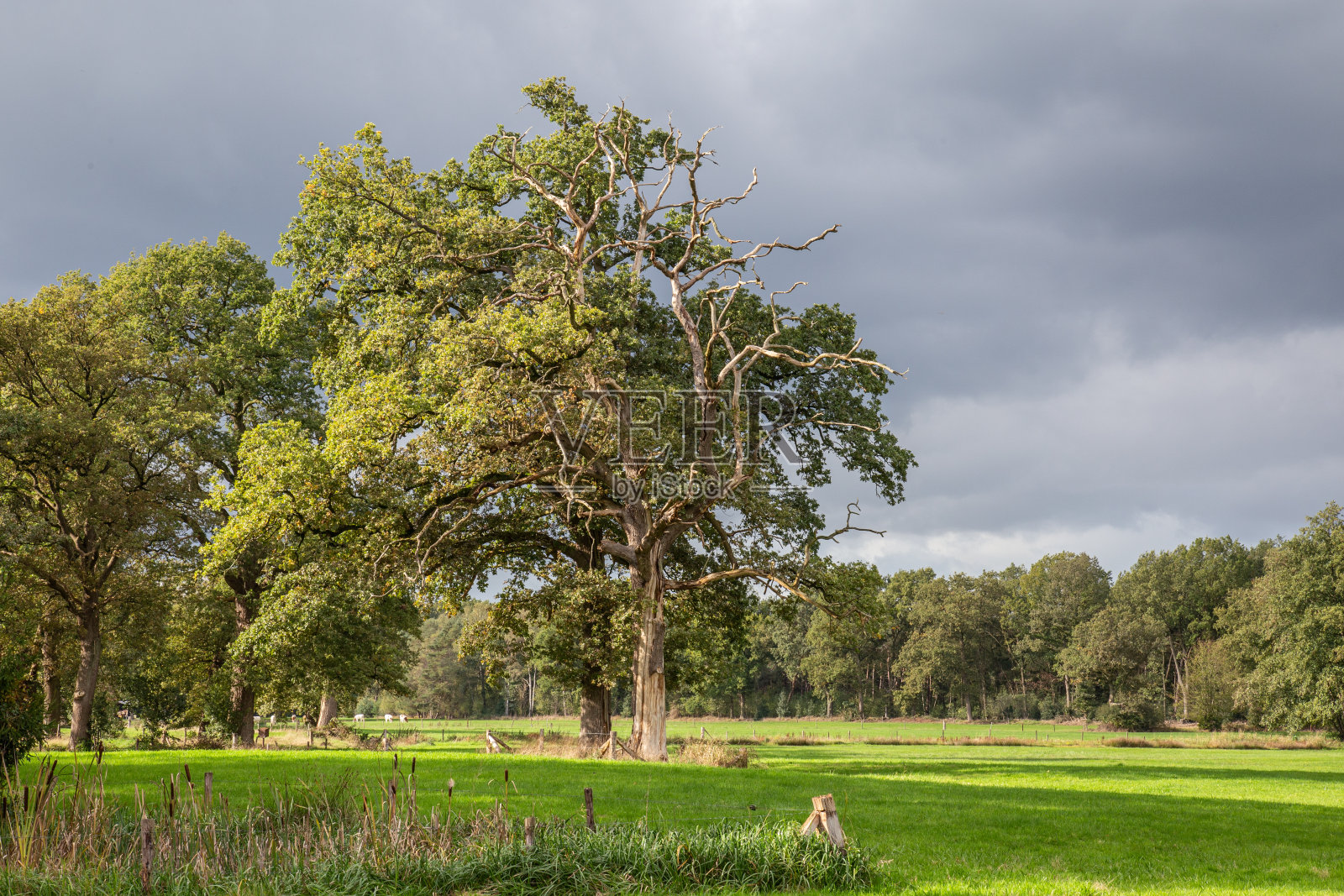 绿色草地上的一棵老树。照片摄影图片