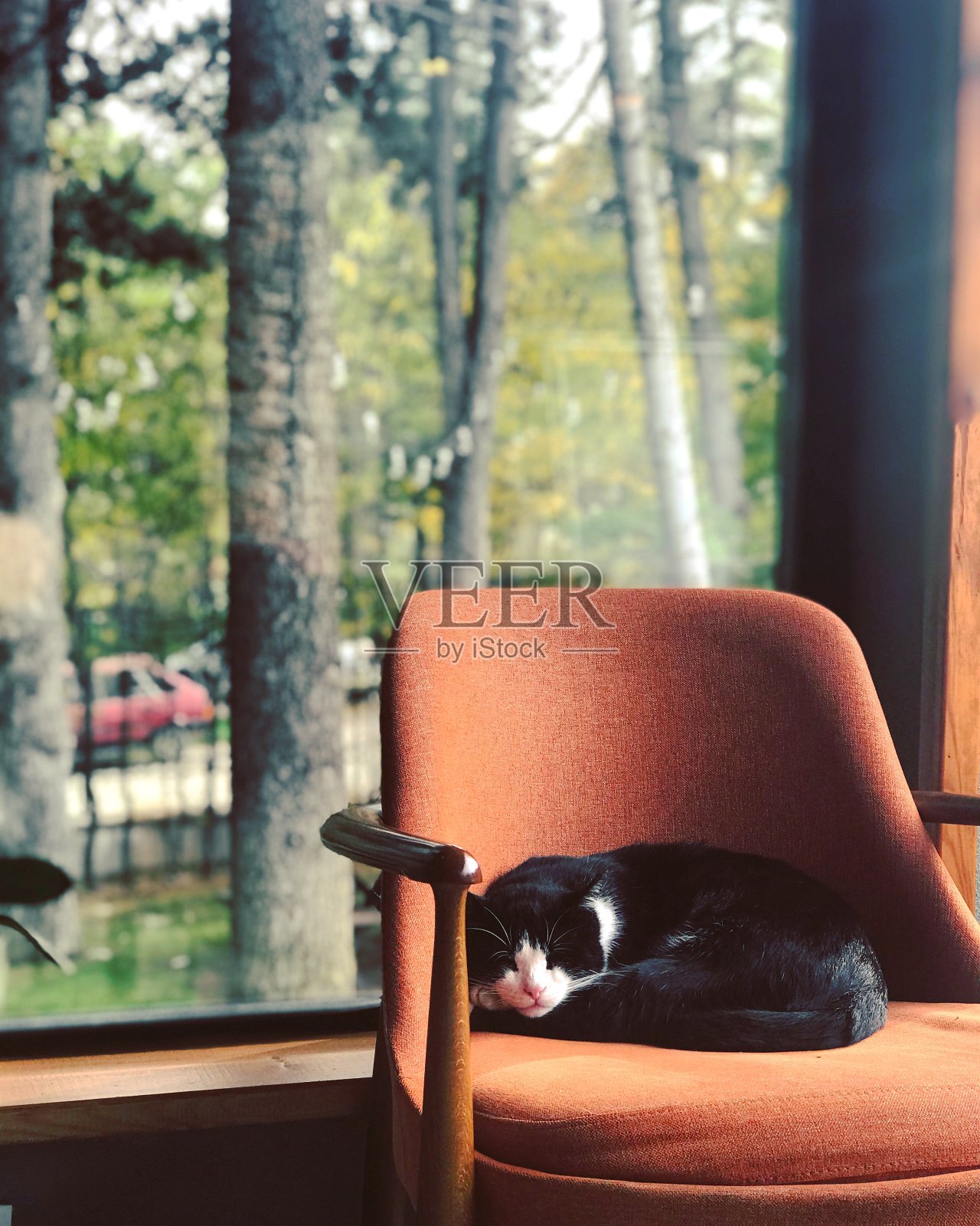 沉睡的猫照片摄影图片