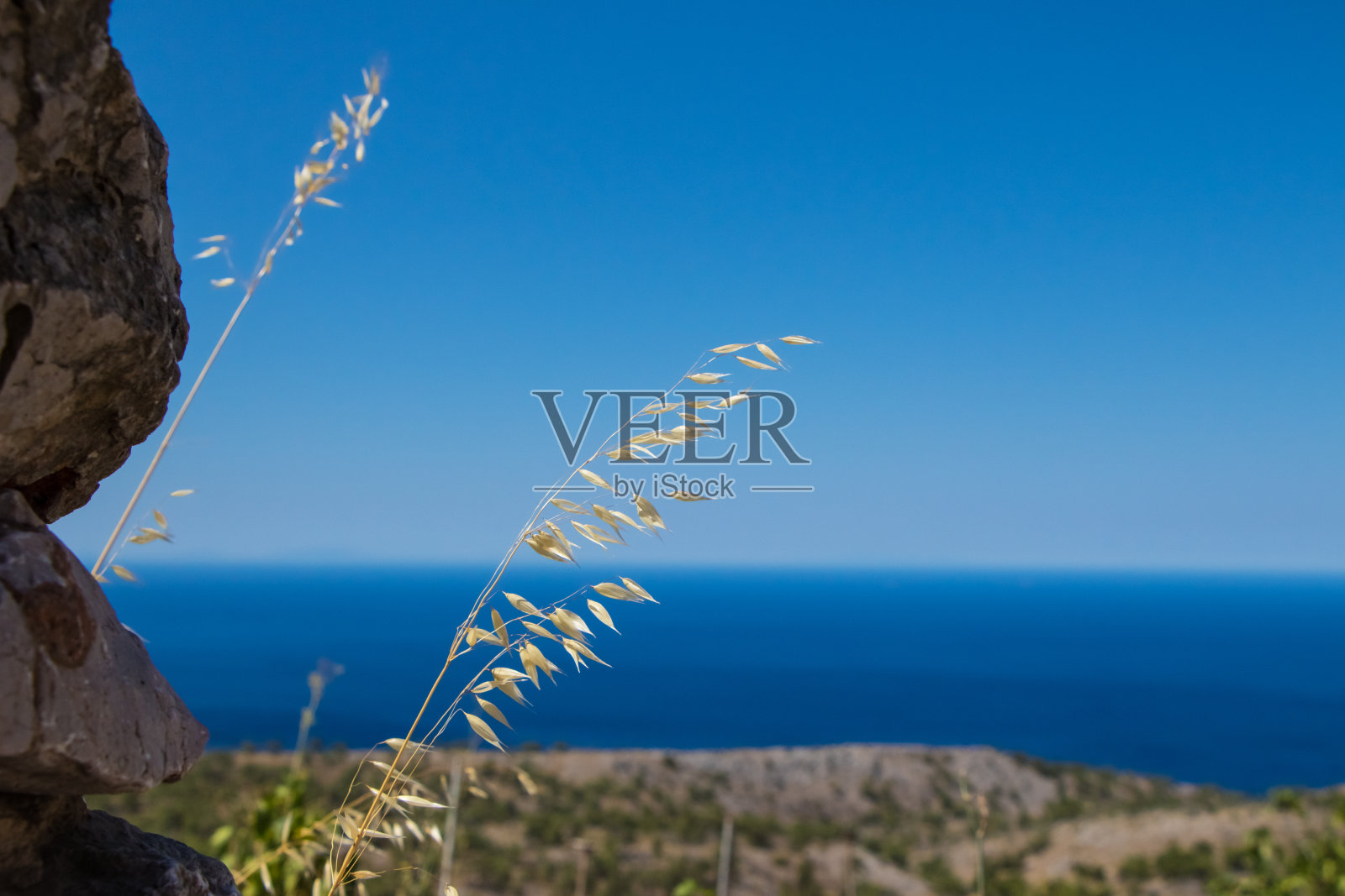 以大海为背景的玉米花照片摄影图片