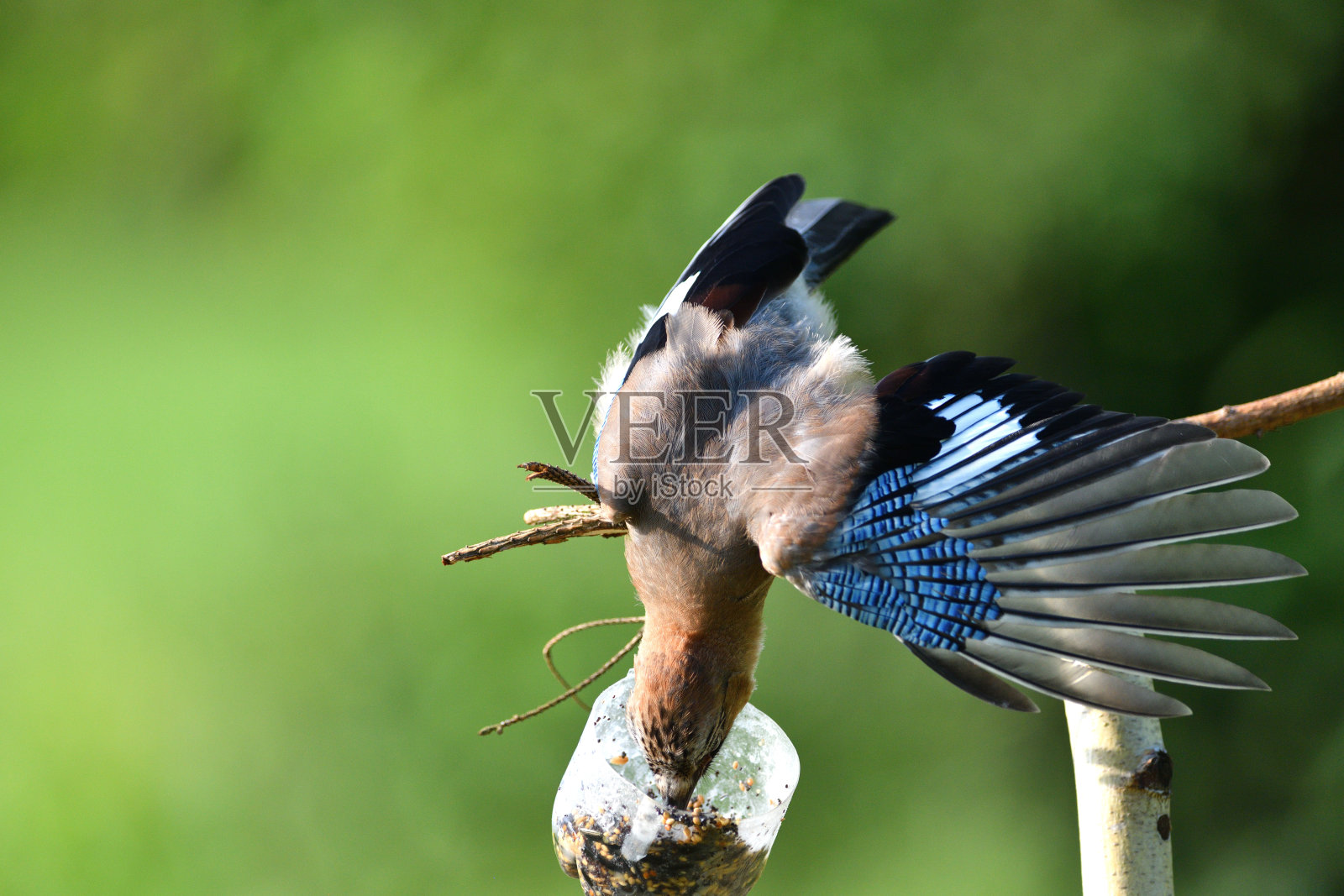 欧亚松鸦悬挂和食用脂球与葵花籽照片摄影图片