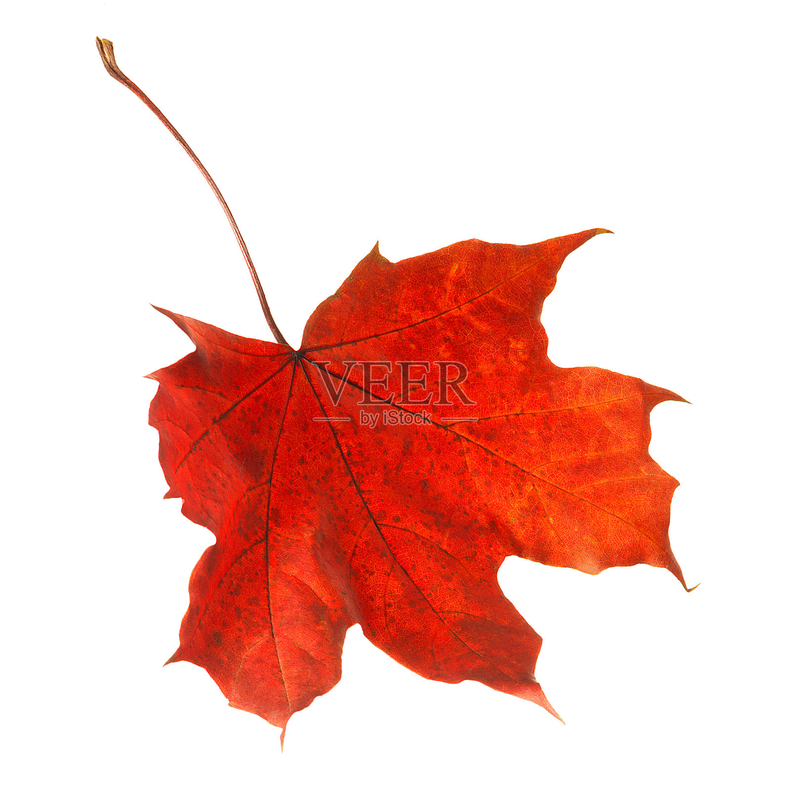 秋天的枫叶孤立在白色的背景上照片摄影图片