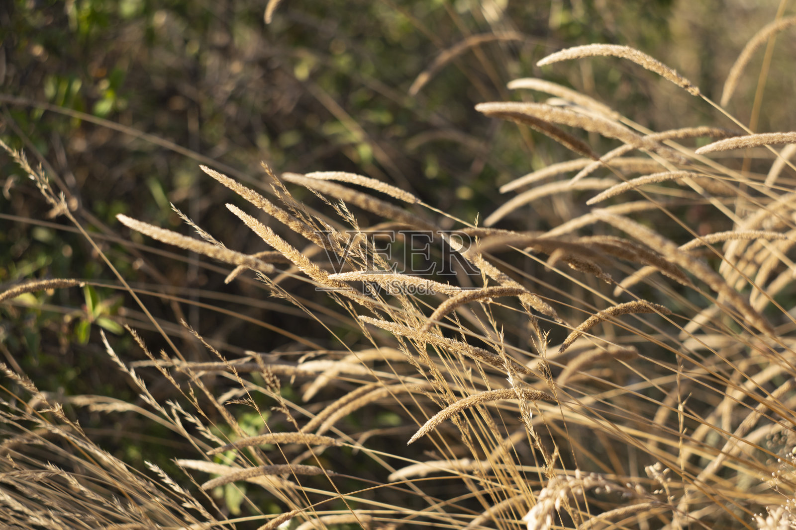 草梗被重压压弯了照片摄影图片