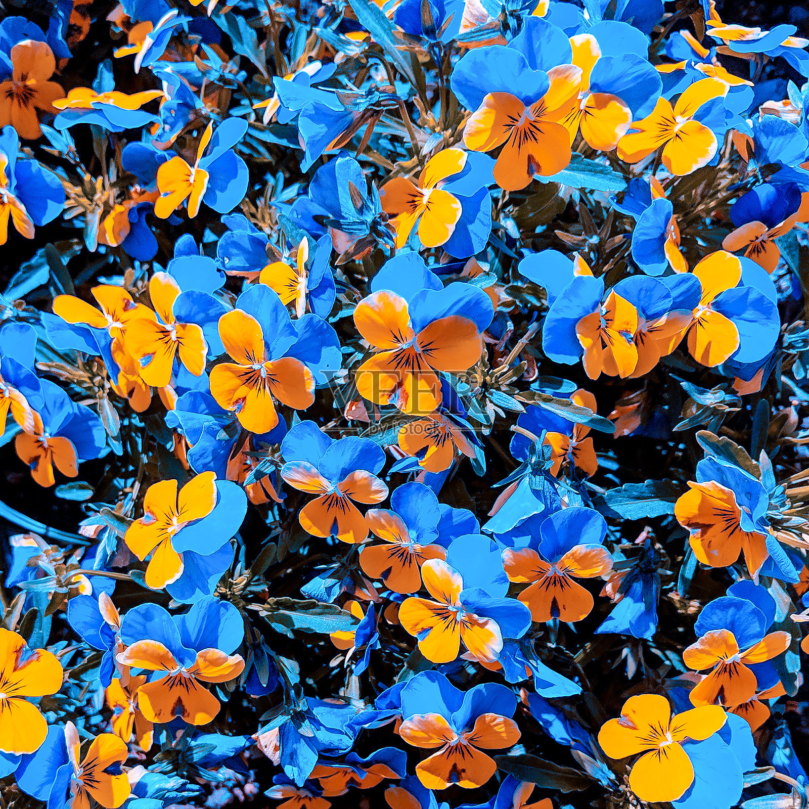 创造性的颜色的花。植物的情人的概念照片摄影图片